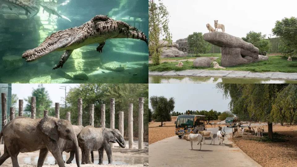 Dubai Safari Park + Dubai Crocodile Park – Combo - Image 1
